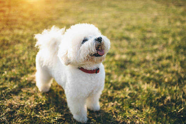 cute little bichon frise dog - bichon frisé stockfoto's en -beelden