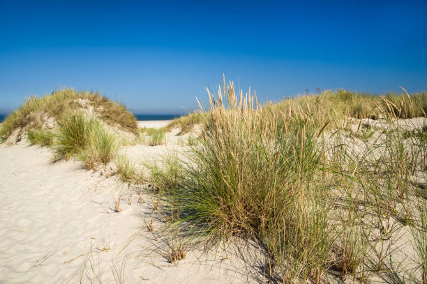 istock Sand dunes and marram grass under clear sky 637327838