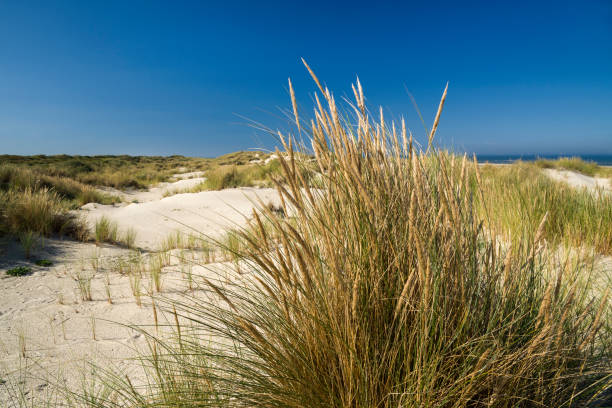 istock Sand dunes and marram grass under clear sky 637327940