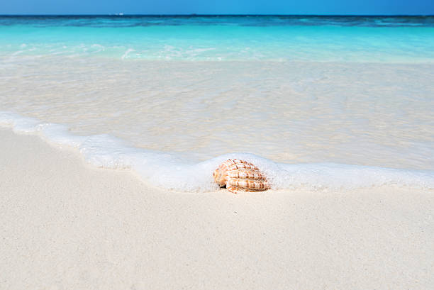 istock Conch shell on the sunny beach in sea waves 637328544