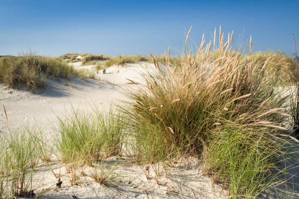 песчаные дюны и трава маррама под ясным небом - wadden wadden sea unesco world heritage site sea стоковые фото и изображения