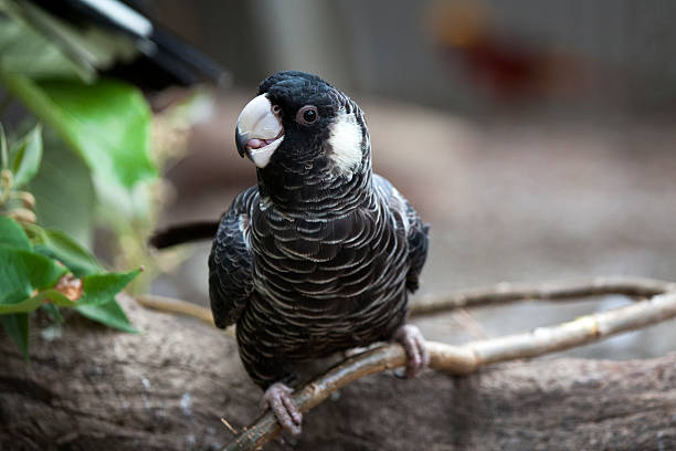 Carnaby's Black Cockatoo Hen stock photo