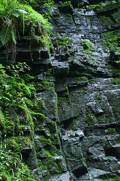 istock Rocky mountain background with green plants. 637331904