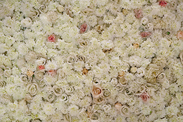 istock a lot of white roses fitted on the wall 637332892