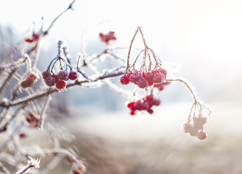 Red Berries Covered in Snow