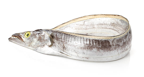 390+ Trachipteridae Immagine Foto stock, immagini e fotografie royalty