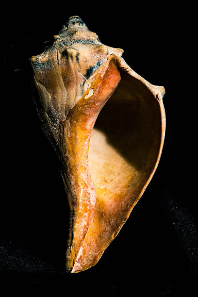 Seashell Portrait stock photo