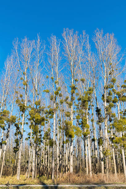 Mistletoe on poplar trees in winter forest Mistletoe on poplar trees in winter forest near dirt road poplar tree audio stock pictures, royalty-free photos & images