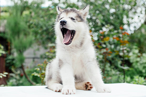 istock small cute alaskan malamute puppy 637338268