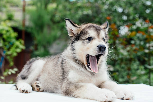 istock small cute alaskan malamute puppy 637338736