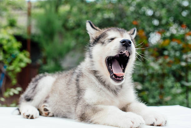 istock small cute alaskan malamute puppy 637338778
