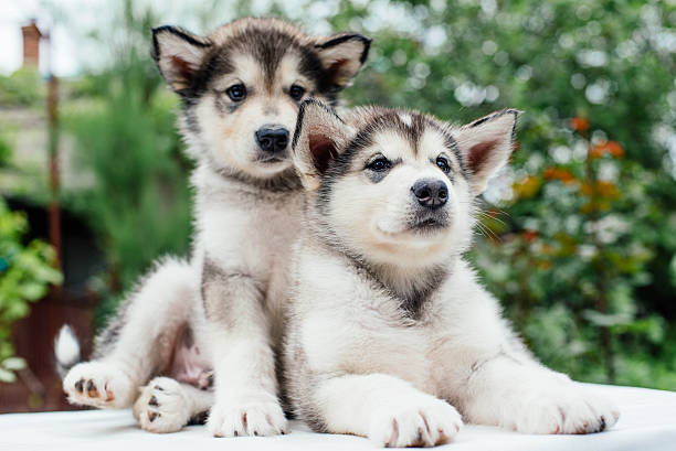 alaskan malamute puppies playing in garden