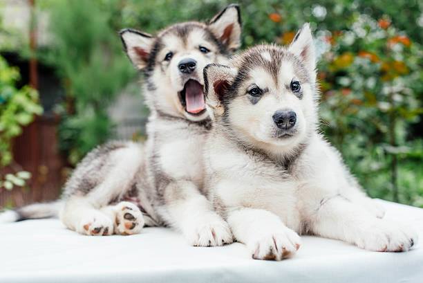 istock alaskan malamute puppies playing in garden 637339926