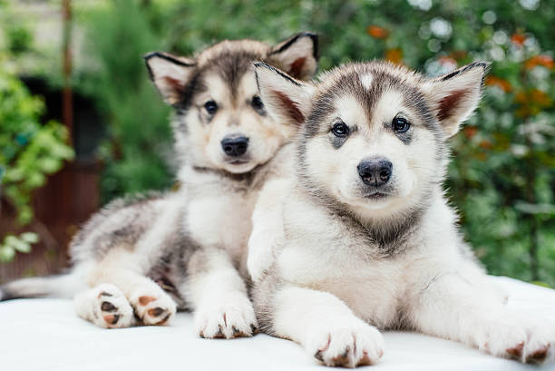 istock alaskan malamute puppies playing in garden 637339992