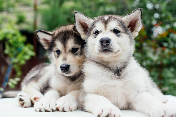 istock alaskan malamute puppies playing in garden 637340020