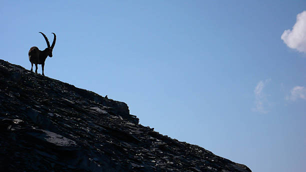 istock ibex in the Swiss Alps 637340034