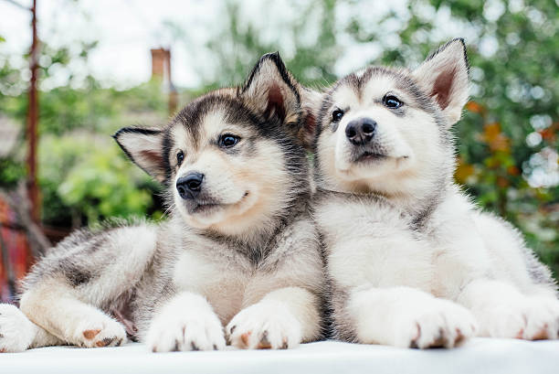 istock alaskan malamute puppies playing in garden 637340048