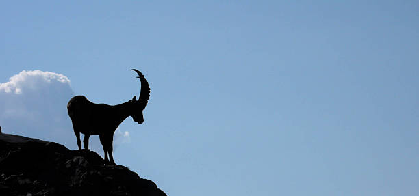 istock single ibex perched on a cliff in the Swiss Alps 637340074