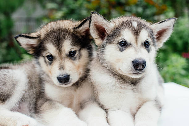 istock alaskan malamute puppies playing in garden 637340084