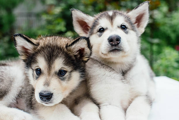 istock alaskan malamute puppies playing in garden 637340124