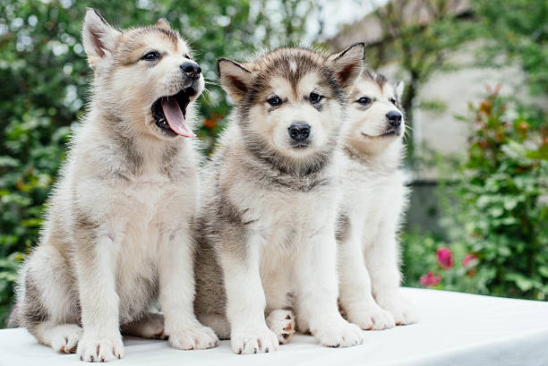 istock alaskan malamute puppies playing in garden 637340354
