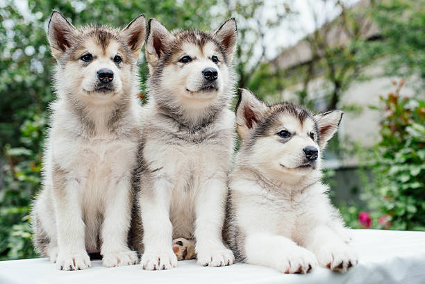 istock alaskan malamute puppies playing in garden 637340478