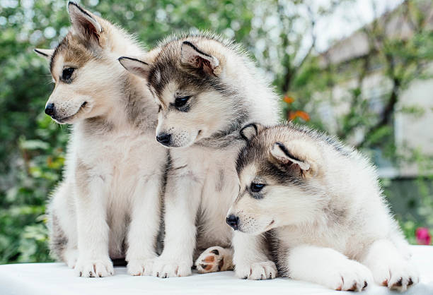 istock alaskan malamute puppies playing in garden 637340504