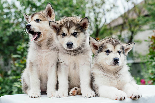istock alaskan malamute puppies playing in garden 637340542