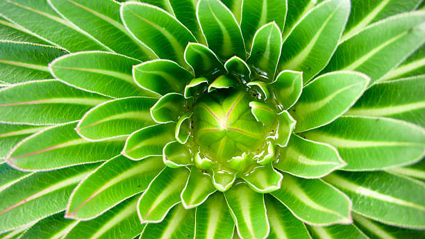 istock close up of giant lobelia 637340564