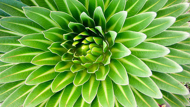 istock close up view of a giant lobelia 637340596
