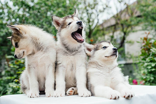 istock alaskan malamute puppies playing in garden 637340626
