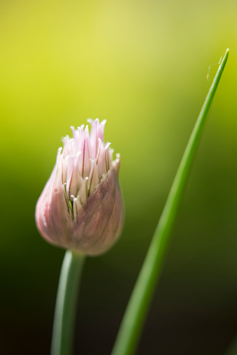 Close up capture of a spring blooming chive flower in the garden with the focus on the opened portion of the flower.