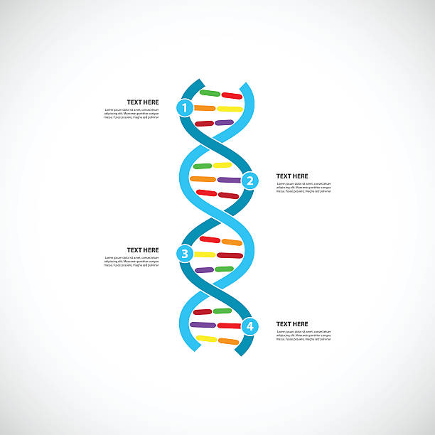 Human Dna Graph 160+ Dna Graph Drawing Stock Photos, Pictures & Royalty-Free Images ...