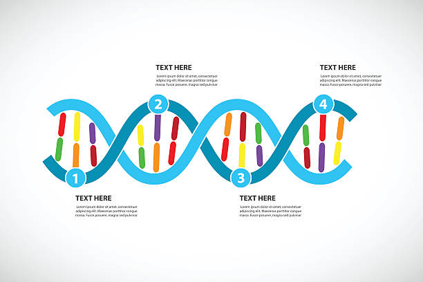 Simple Dna Graph 140+ Dna Graph Drawing Stock Photos, Pictures & Royalty-Free Images ...