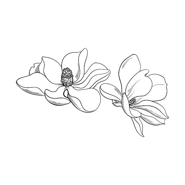 ilustraciones, imágenes clip art, dibujos animados e iconos de stock de dos flores de magnolia rosa, ilustración vectorial de boceto - magnolia white single flower flower
