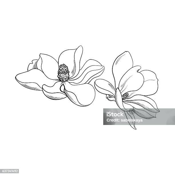 Two Pink Magnolia Flowers Sketch Vector Illustration Stock Illustration - Download Image Now