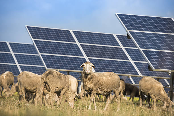 Solar panels with sheep stock photo