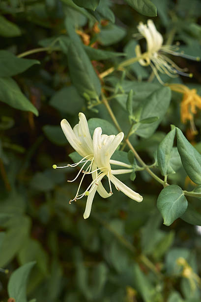istock Lonicera japonica 637341726