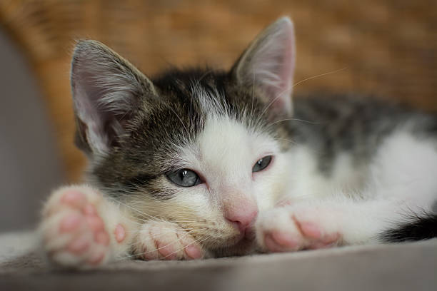 istock Drowsy kitten on wicker chair. 637343486