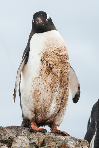 Gentoo penguin standing on the rocks and mired in the mud of the colony