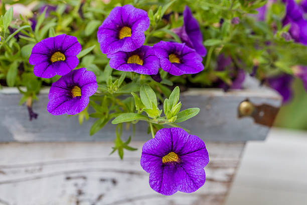 istock Purple flower on a green background 637343964