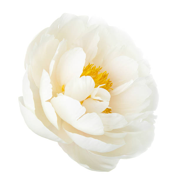 White lily prominent peony flower isolated on white background White lily prominent peony flower isolated on white background peonies stock pictures, royalty-free photos & images