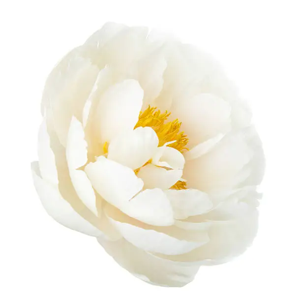 White lily prominent peony flower isolated on white background