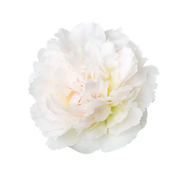 Delicate peony isolated on white background