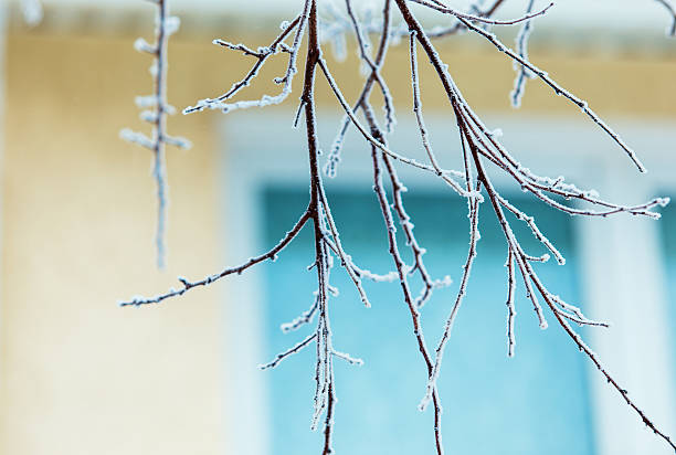 istock Winter View of trees covered with snow 637350192