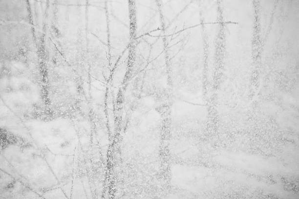 istock Winter View of trees covered with snow 637351156