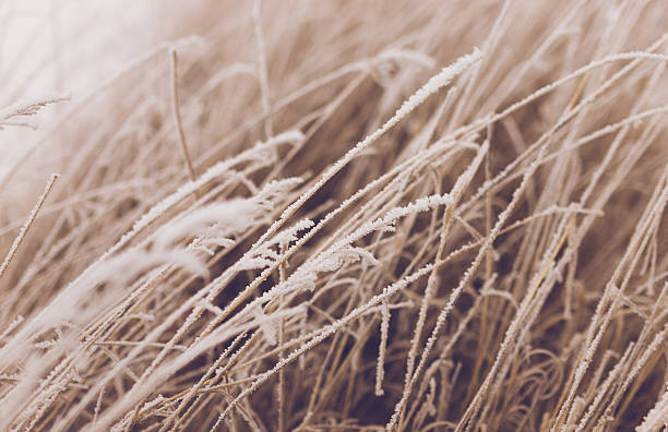 istock Frozen plants in winter with the hoar-frost 637351260