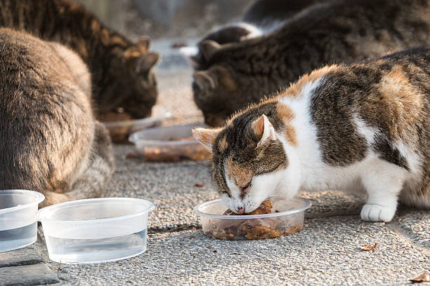 Cats eating stock photo
