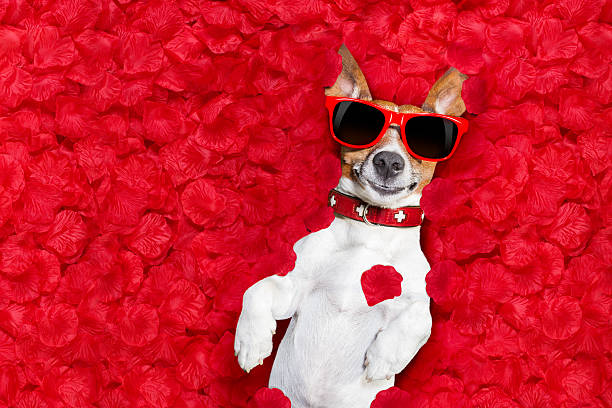 istock valentines dog in love 637351766