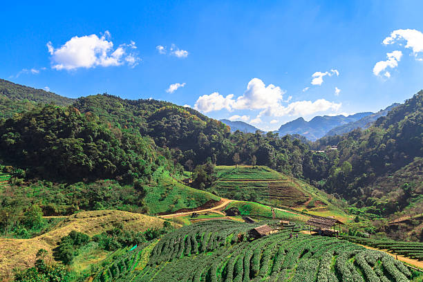 istock Beautiful tea farm on a mountain hill at afternoon 637351898